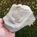 Perisphinctes sp.